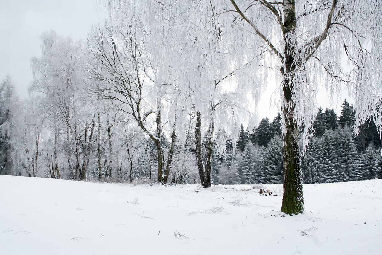 winter forest snow free photo