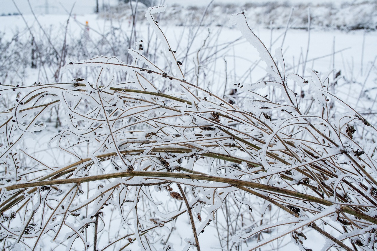 winter bush snow free photo