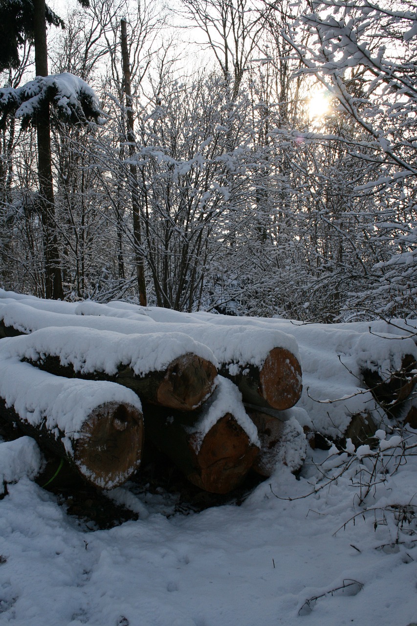 winter forest snow free photo