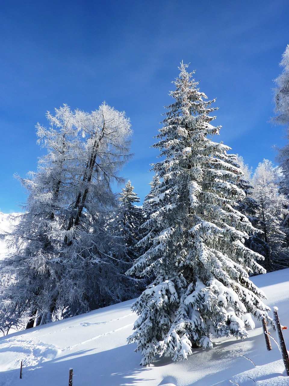 winter snow wintry free photo