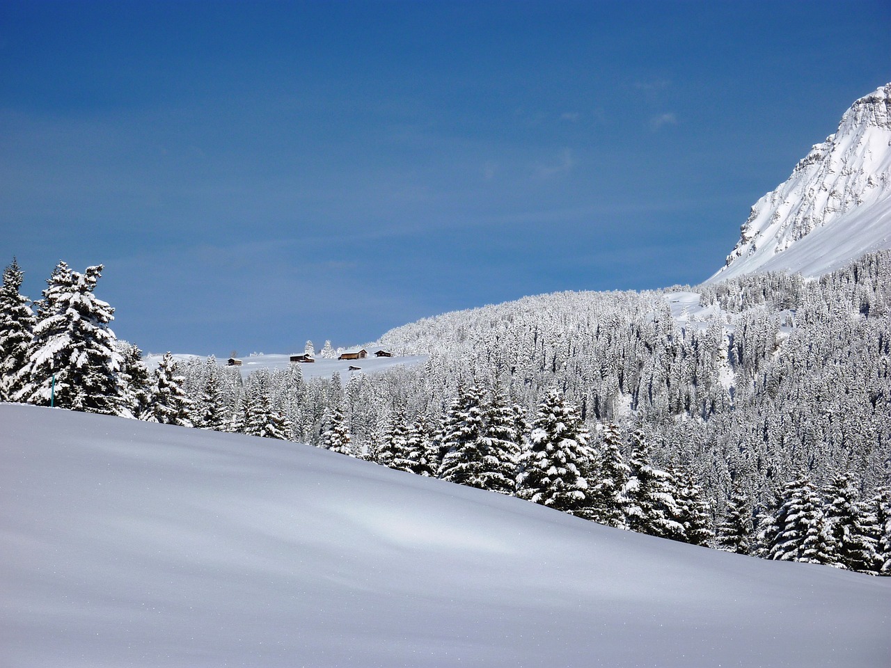 winter snow wintry free photo