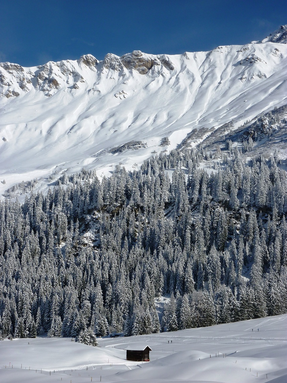 winter snow wintry free photo