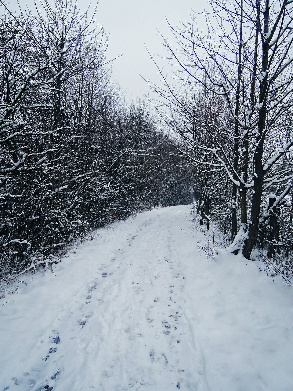 winter path print free photo