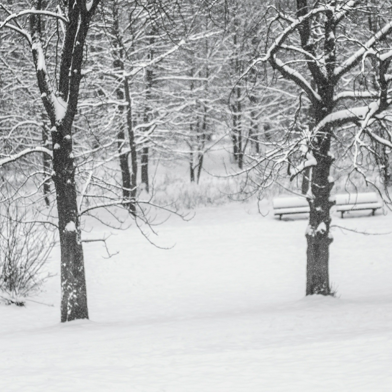 winter snow tree free photo