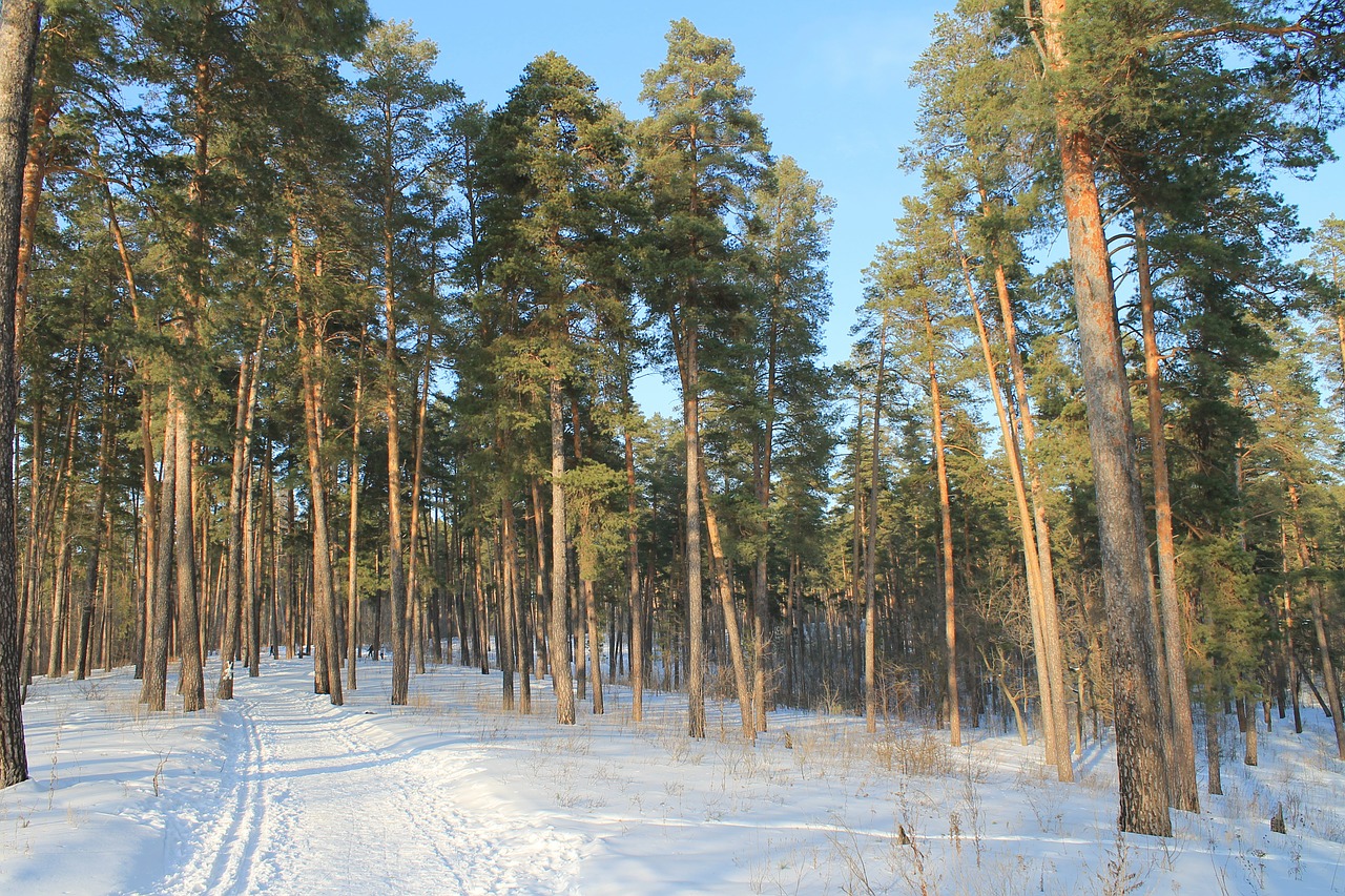 winter forest trees free photo