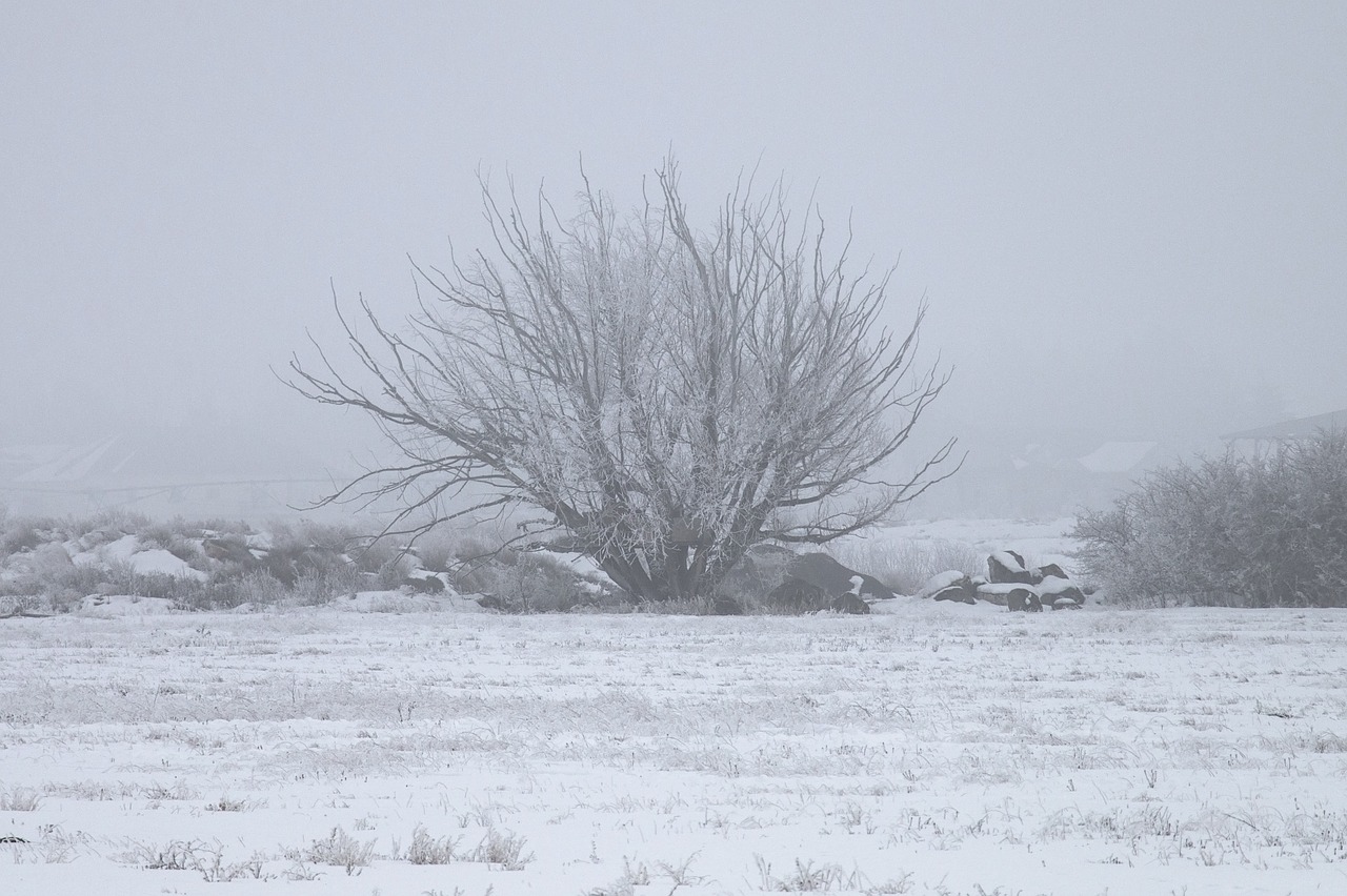 winter ice fog tree free photo