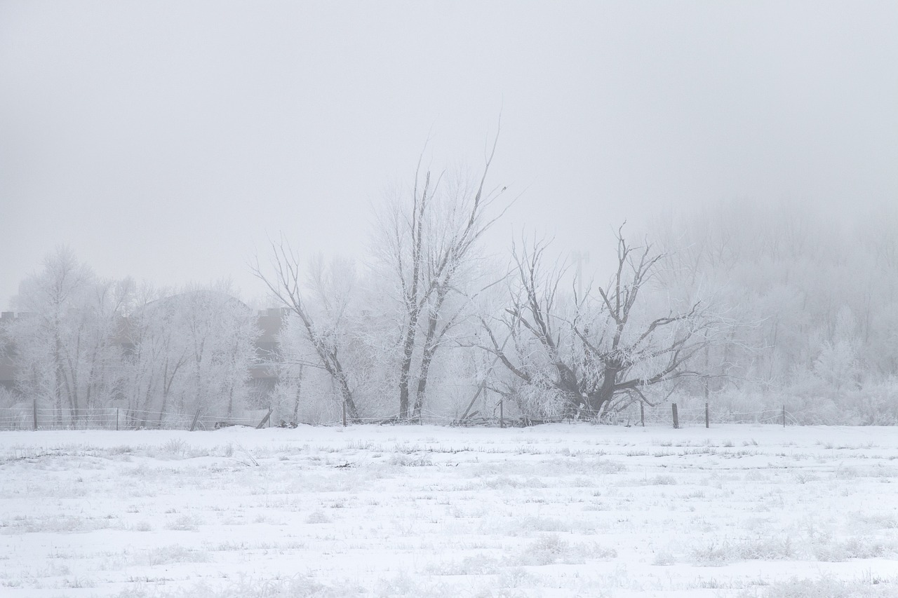 winter ice fog tree free photo