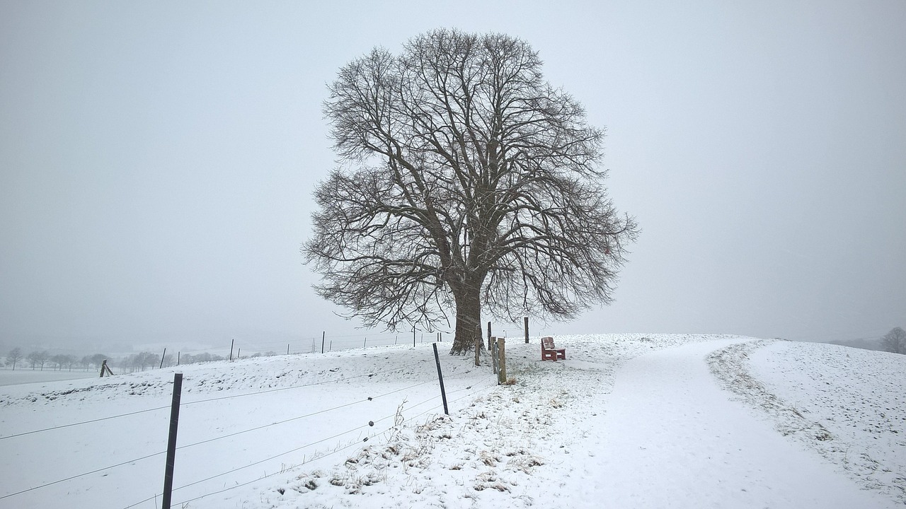 winter snow tree free photo