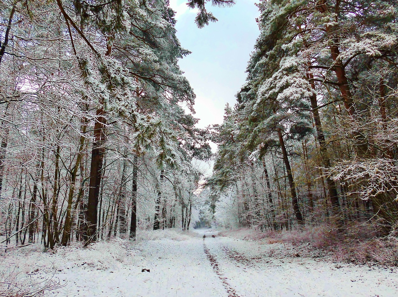 winter forest path snow free photo