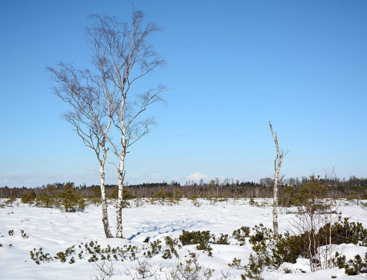 winter snow tree free photo