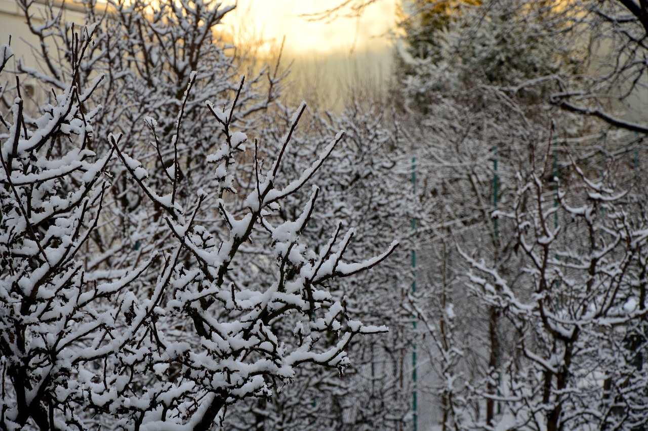 winter light trees free photo