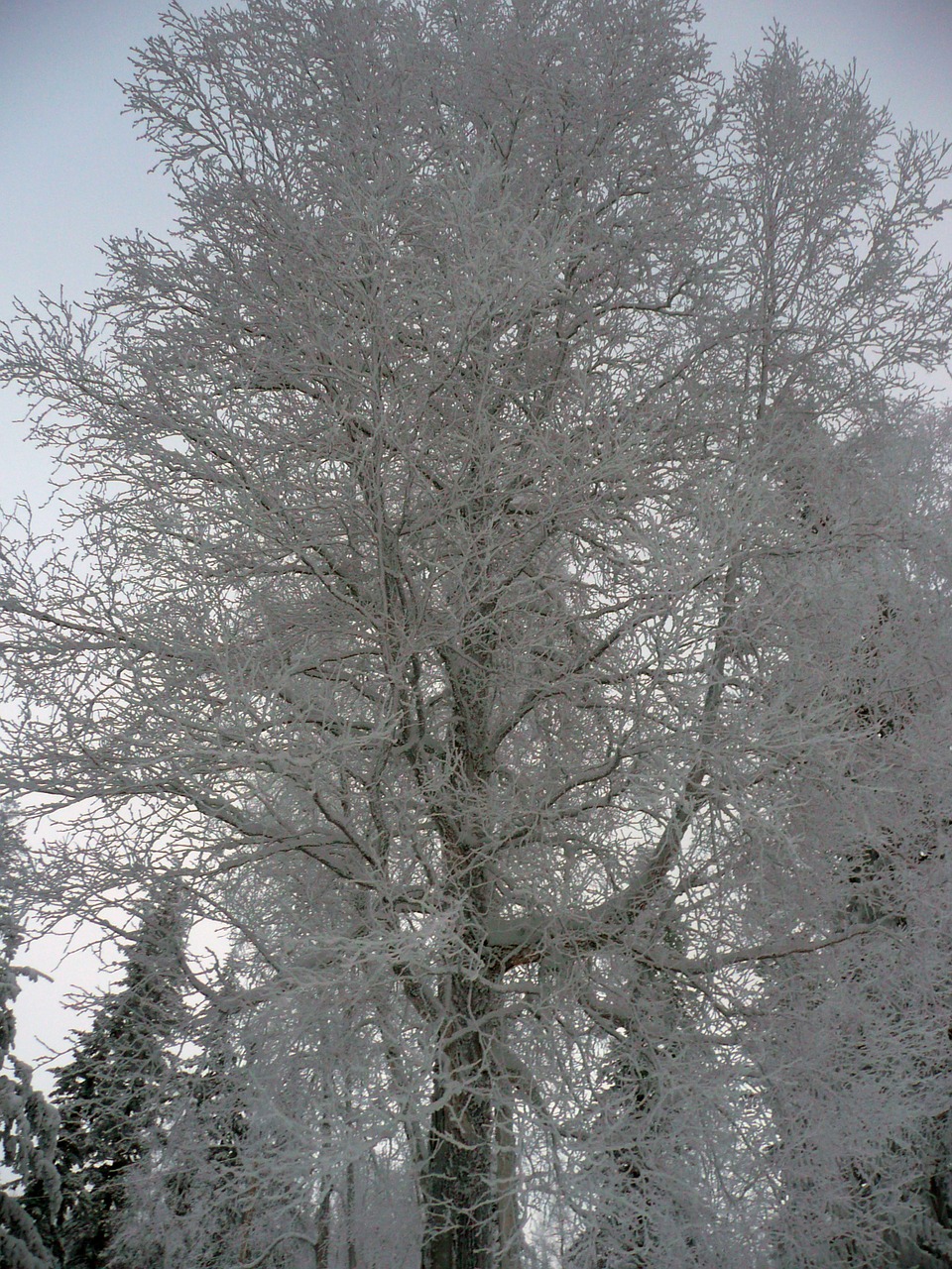 winter trees winter magic free photo