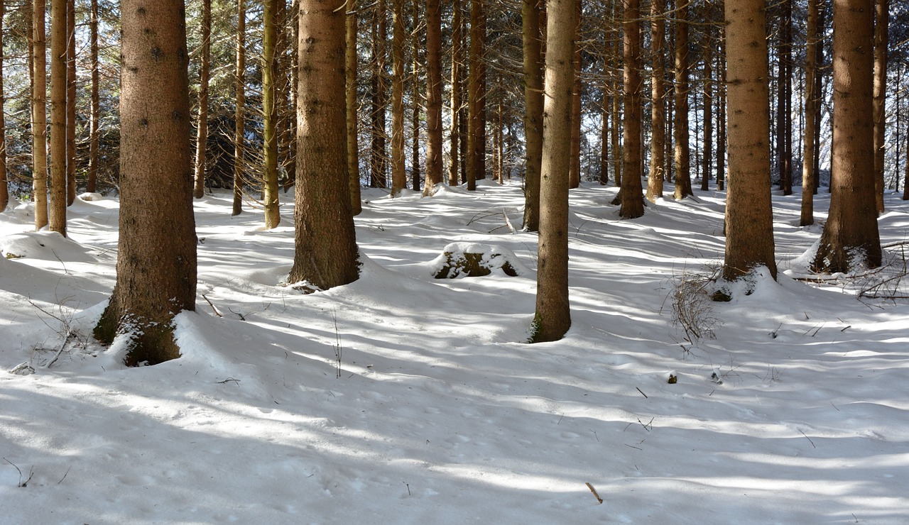 winter snow forest free photo