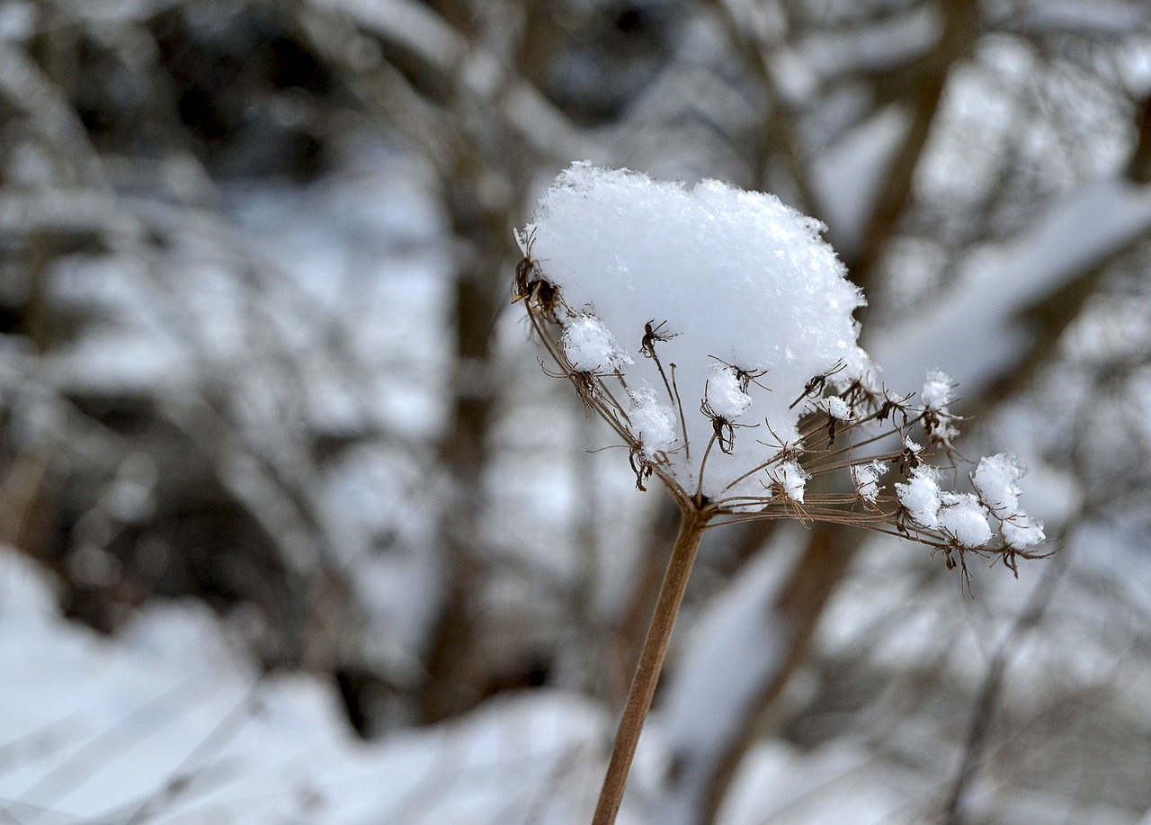 winter snow mountains free photo