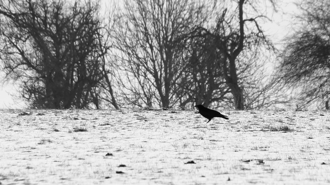 winter crow cold free photo