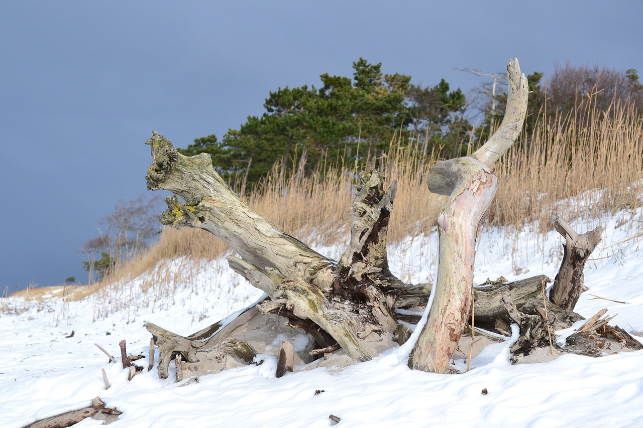 winter nature beach free photo