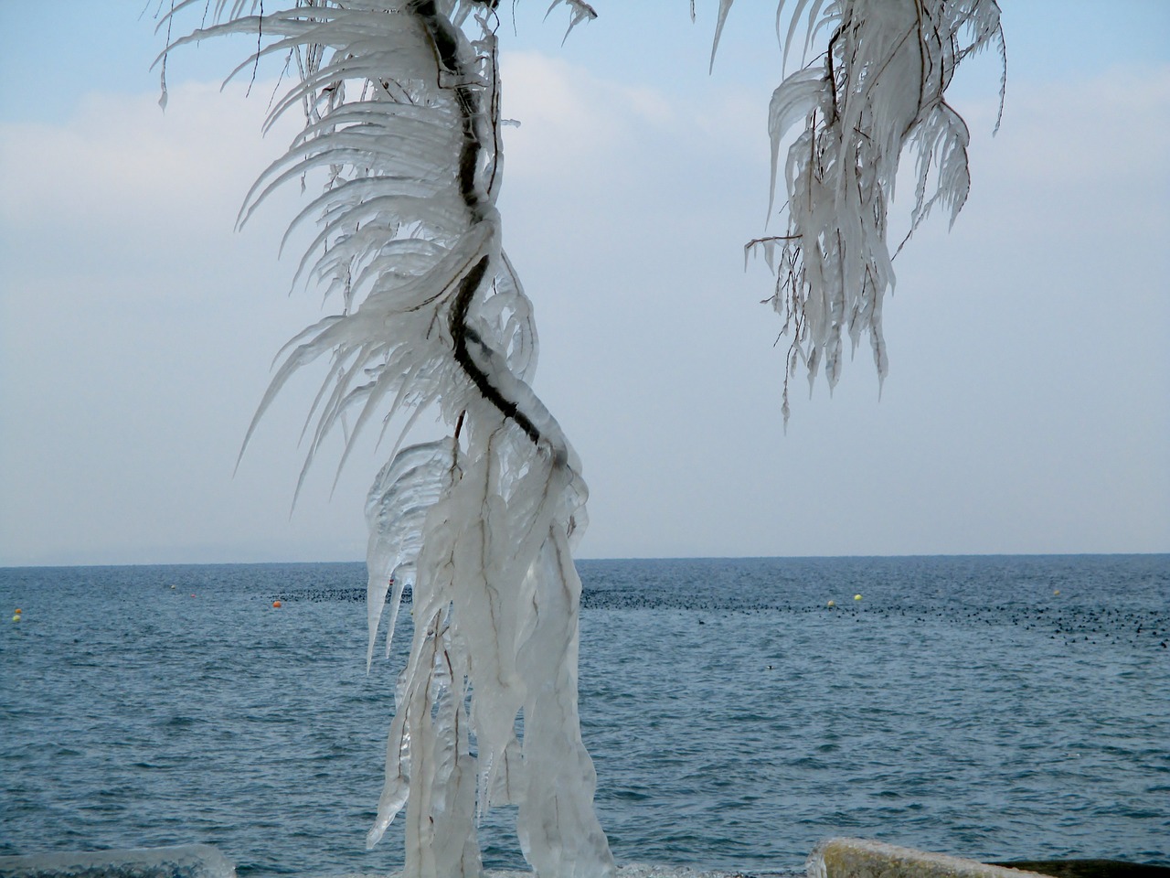 winter ice icicle free photo