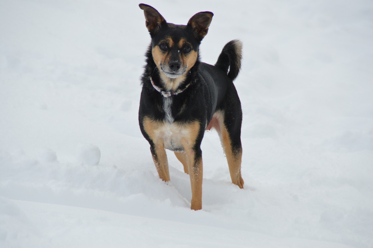 winter snow dog free photo