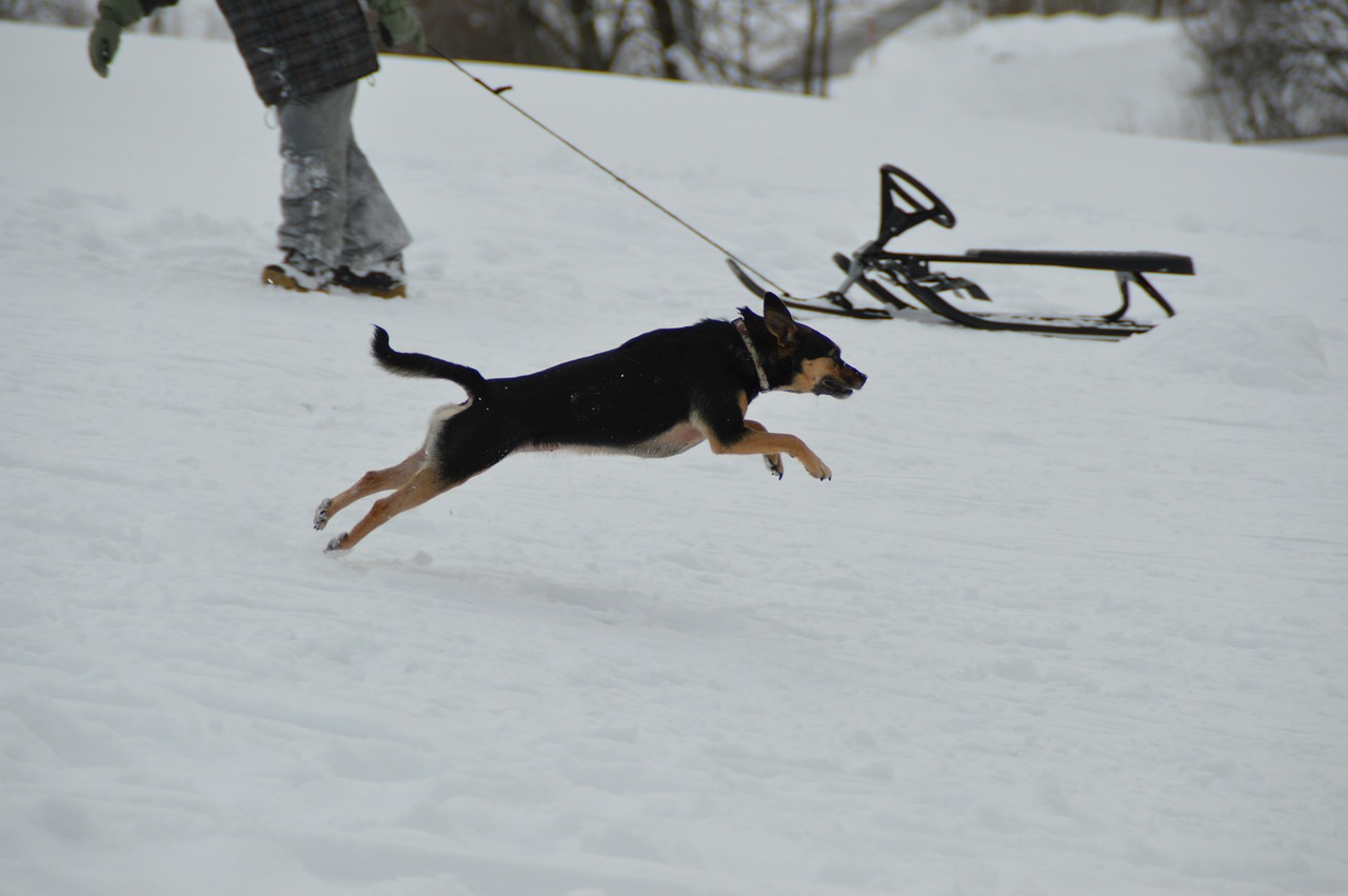 winter dog terrier free photo