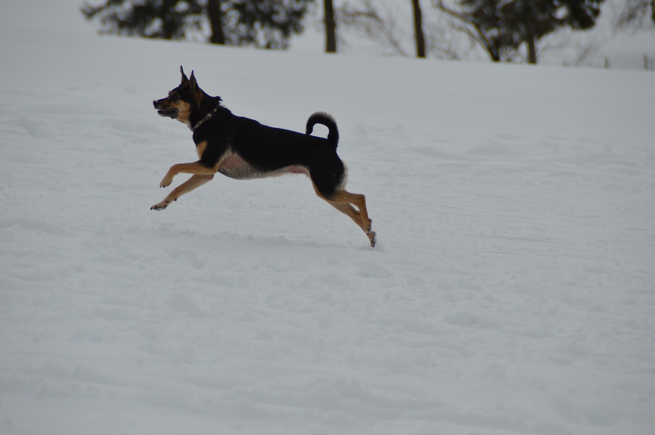 winter dog terrier free photo