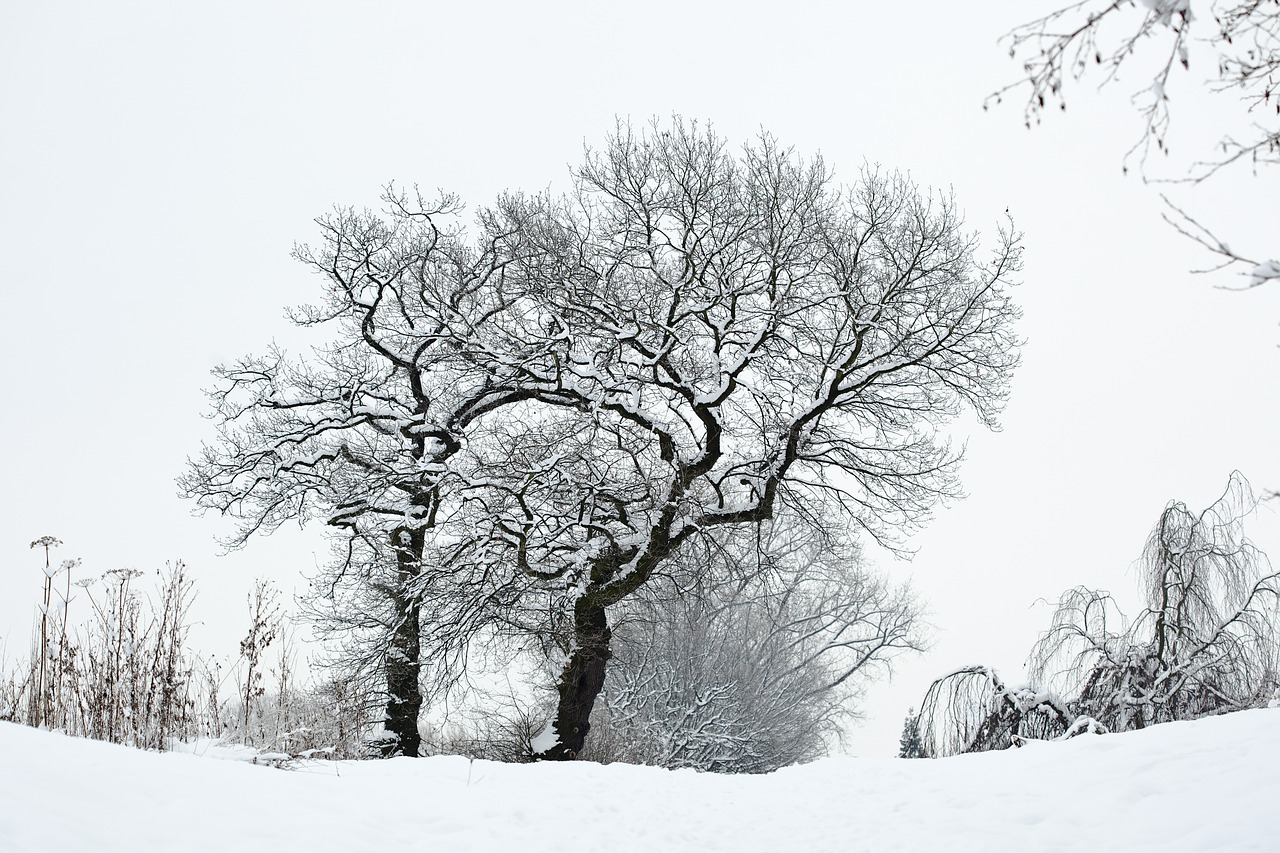 winter snow tree free photo