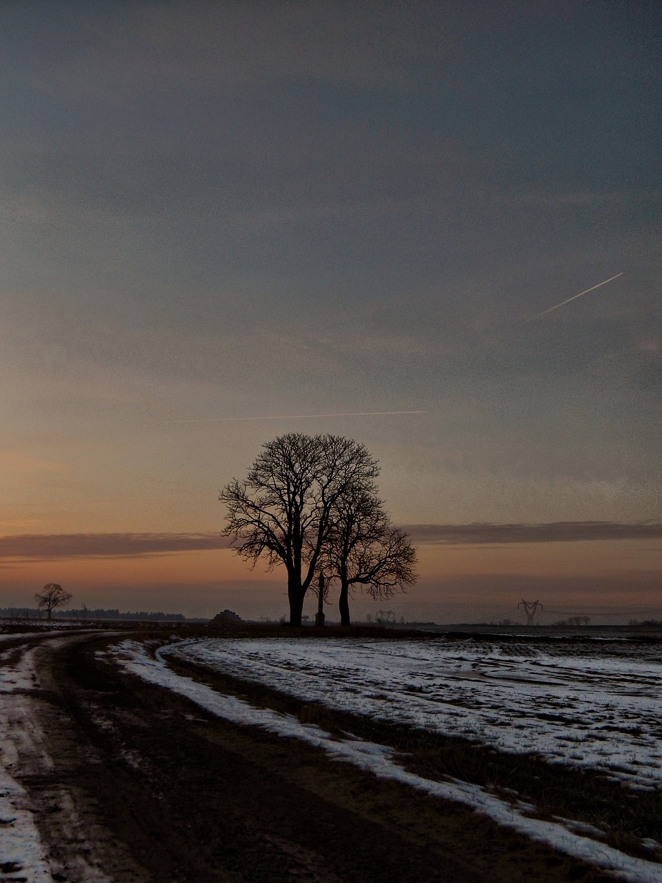 winter trees path free photo