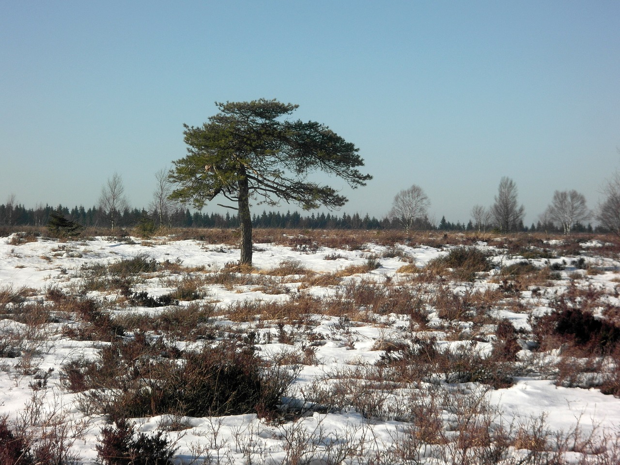 winter moorland tree free photo