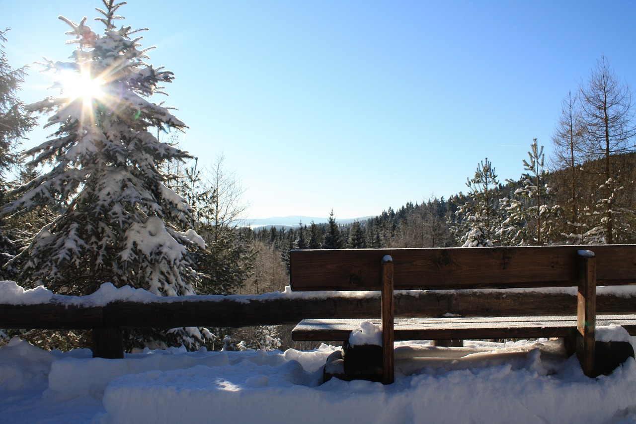 winter forest wintry free photo