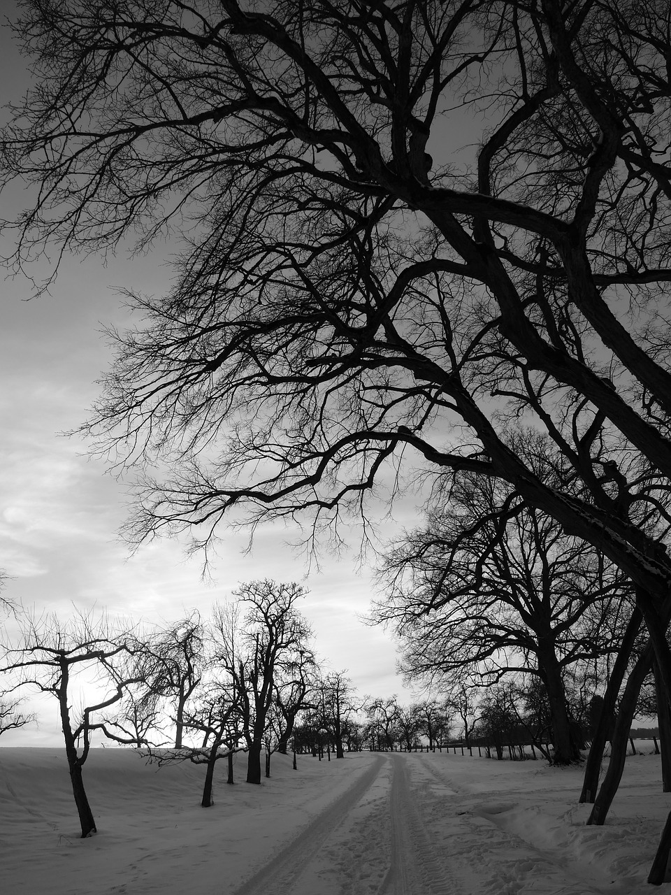 winter landscape snow free photo