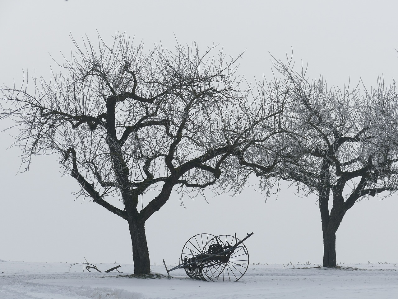 winter trees kahl free photo