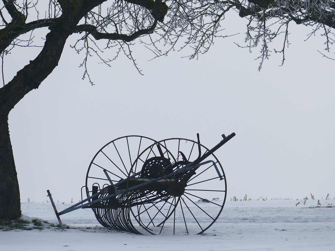 winter tree kahl free photo