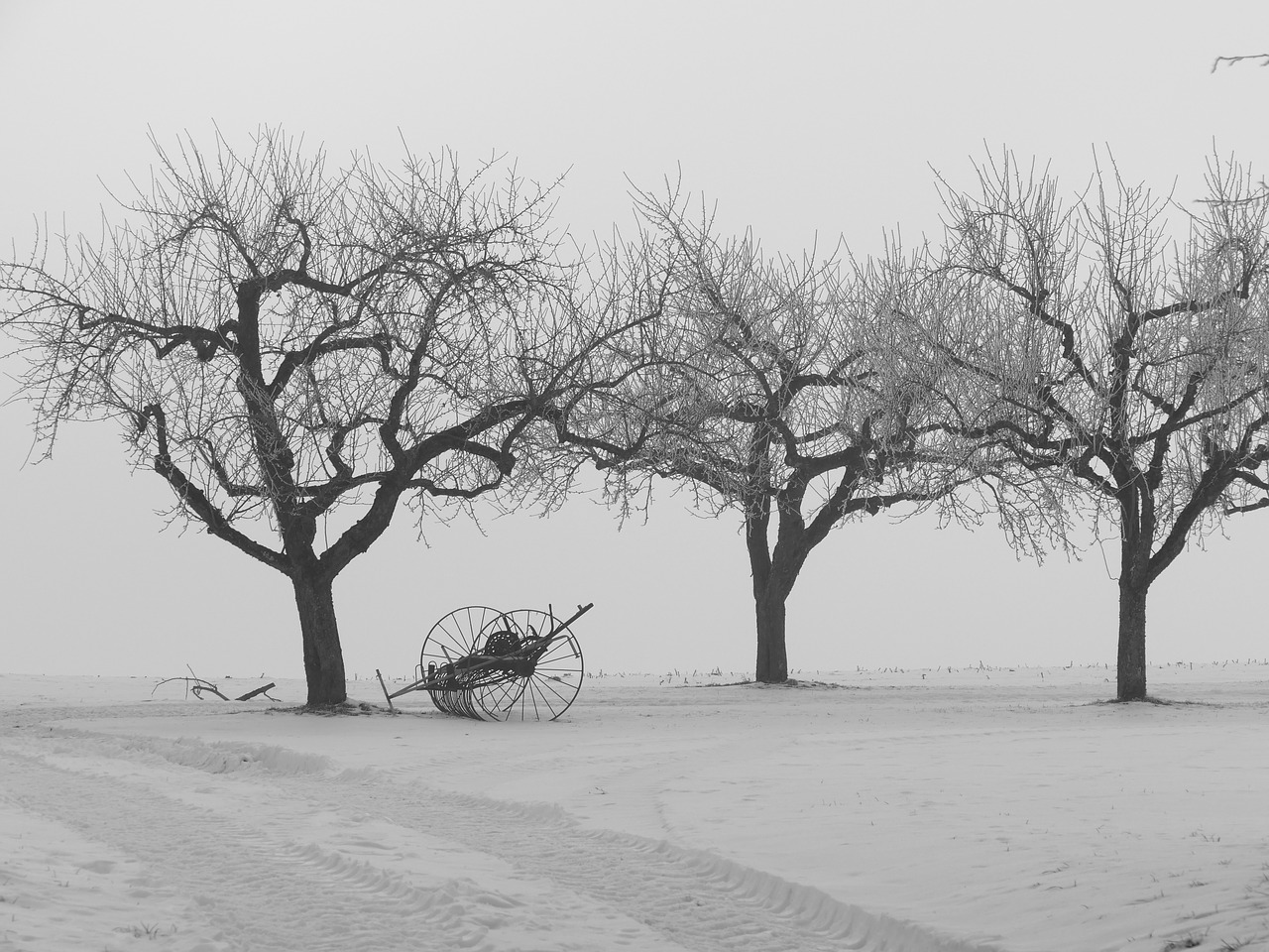 winter trees kahl free photo