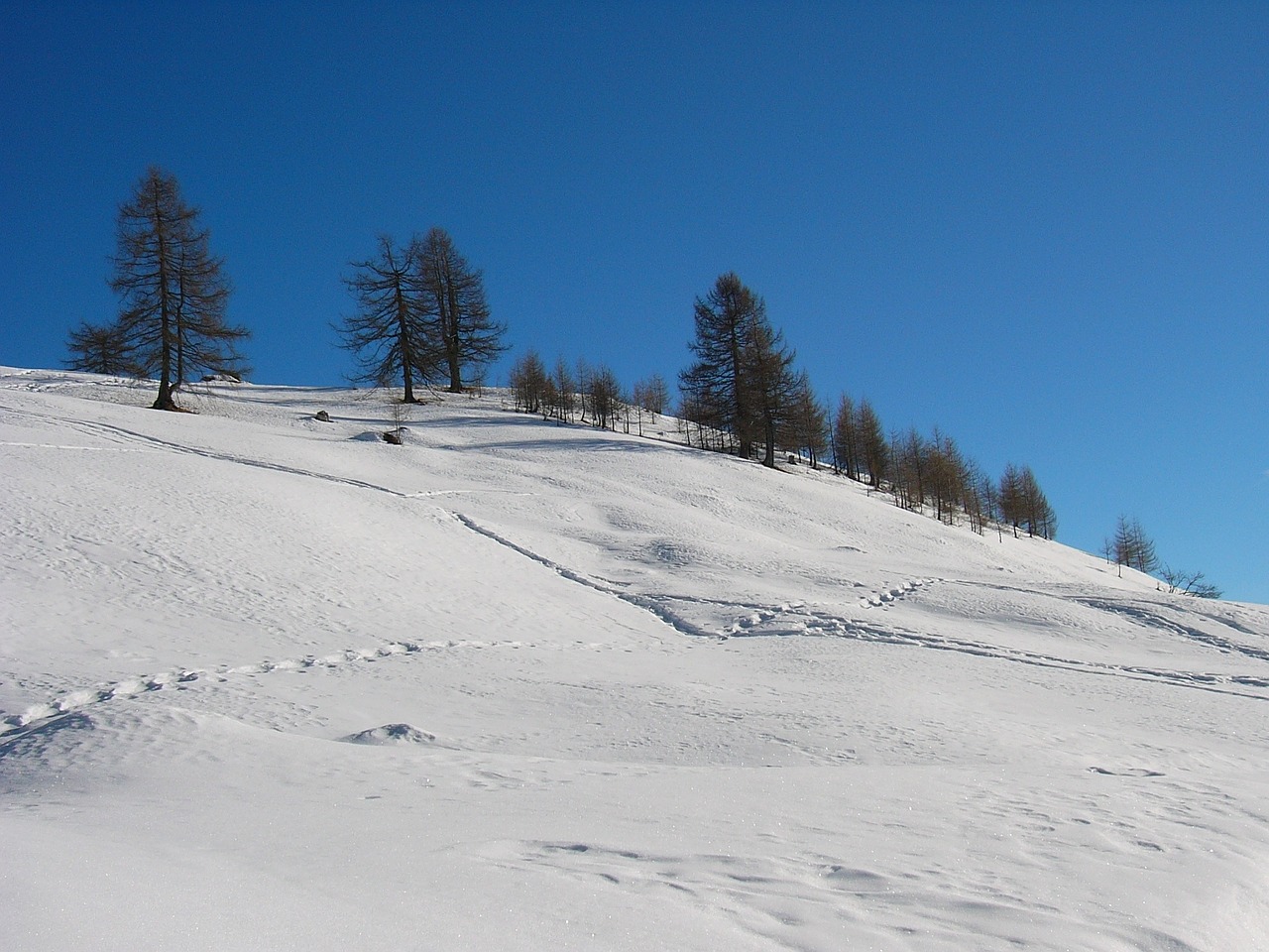 winter snow trees free photo