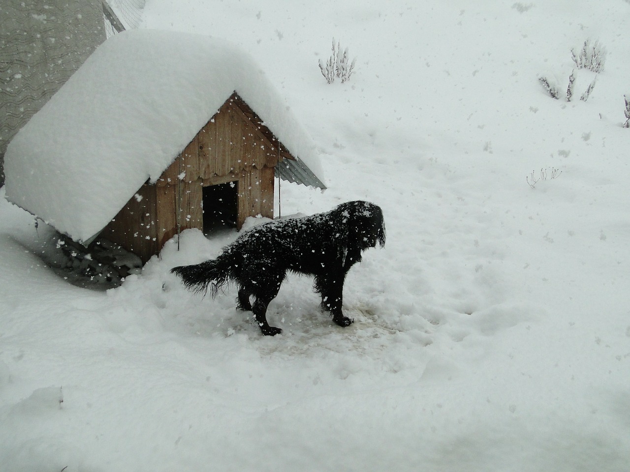 winter snow patagonia free photo