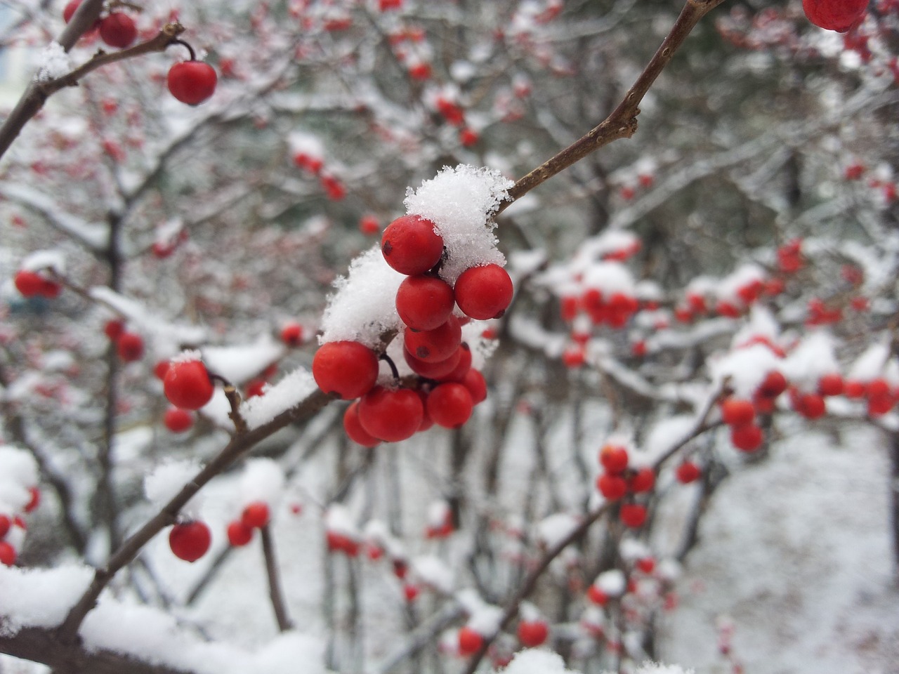 winter snow nature free photo