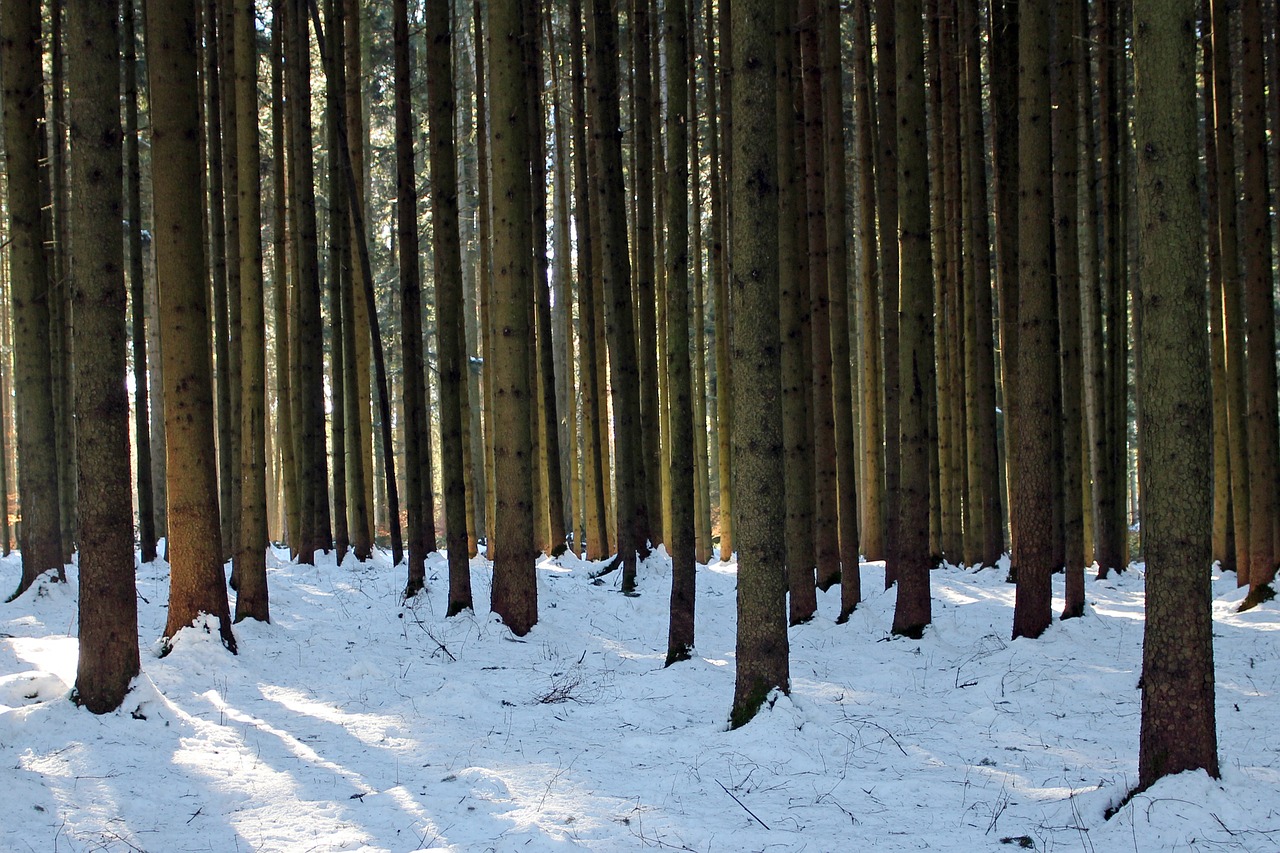 winter forest tree trunks free photo