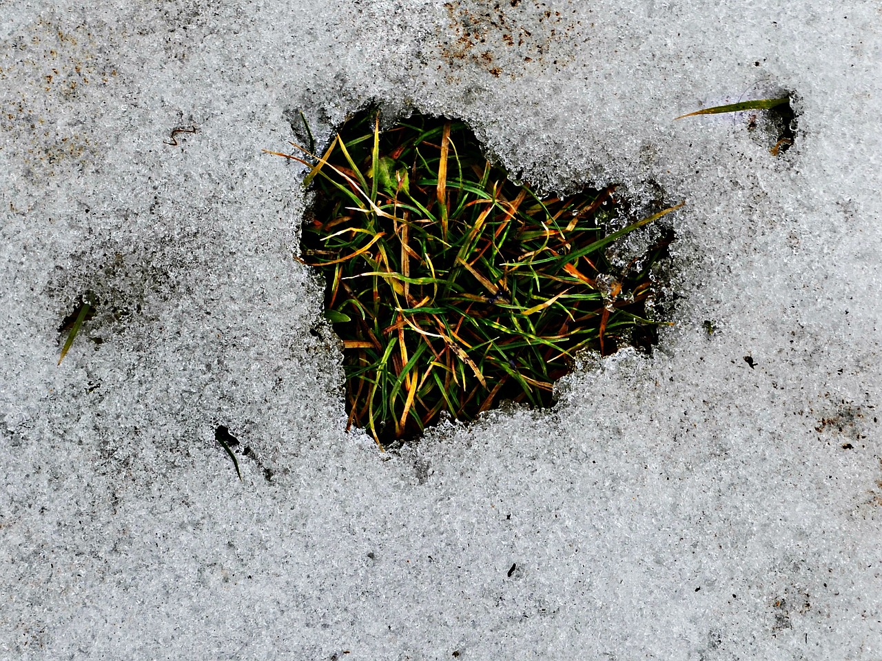 winter snow grass free photo