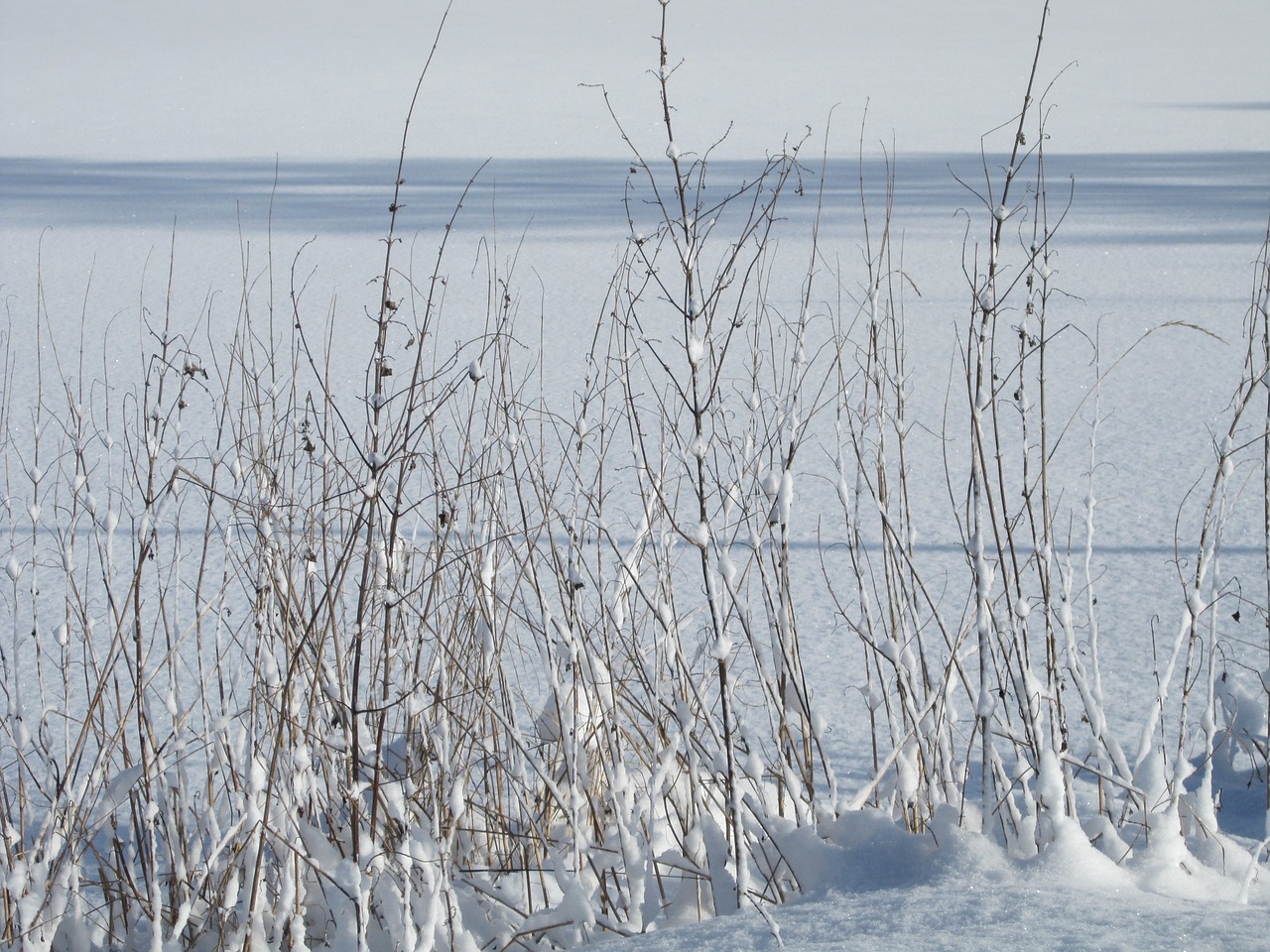 winter snow grass free photo