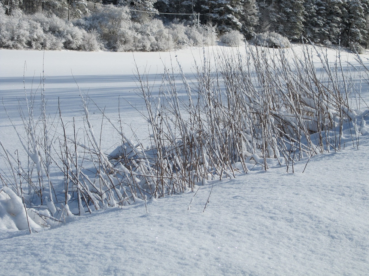 winter snow grass free photo