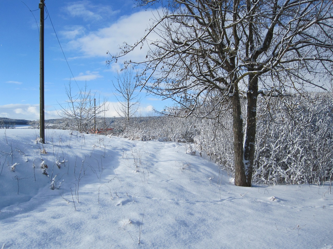 winter snow tree free photo