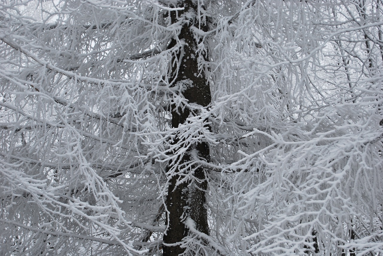 winter snow frost free photo