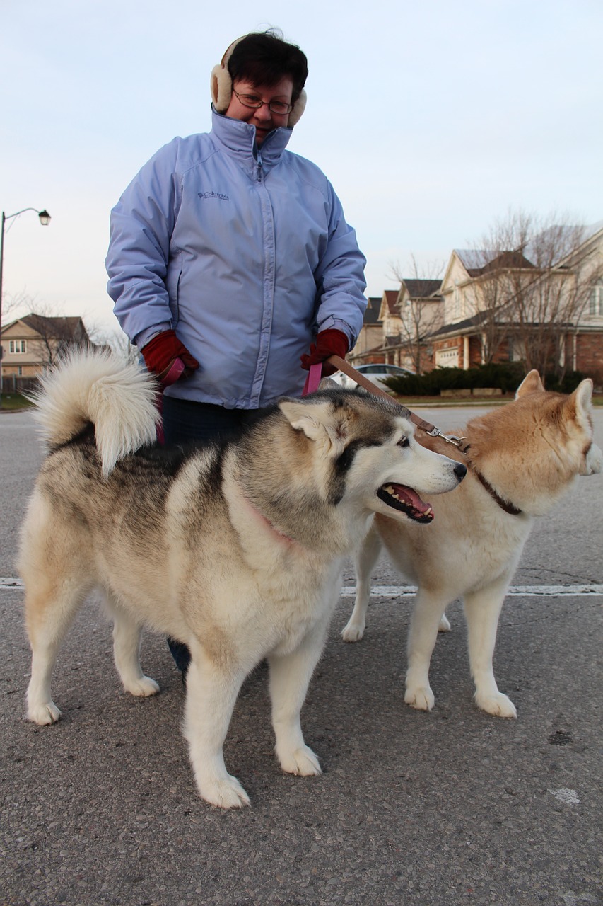 winter dog person free photo