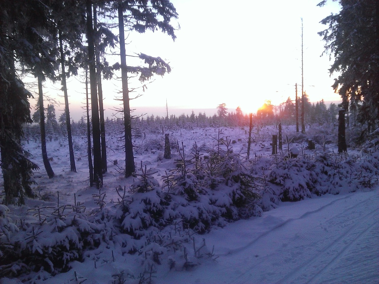 winter trail snow free photo