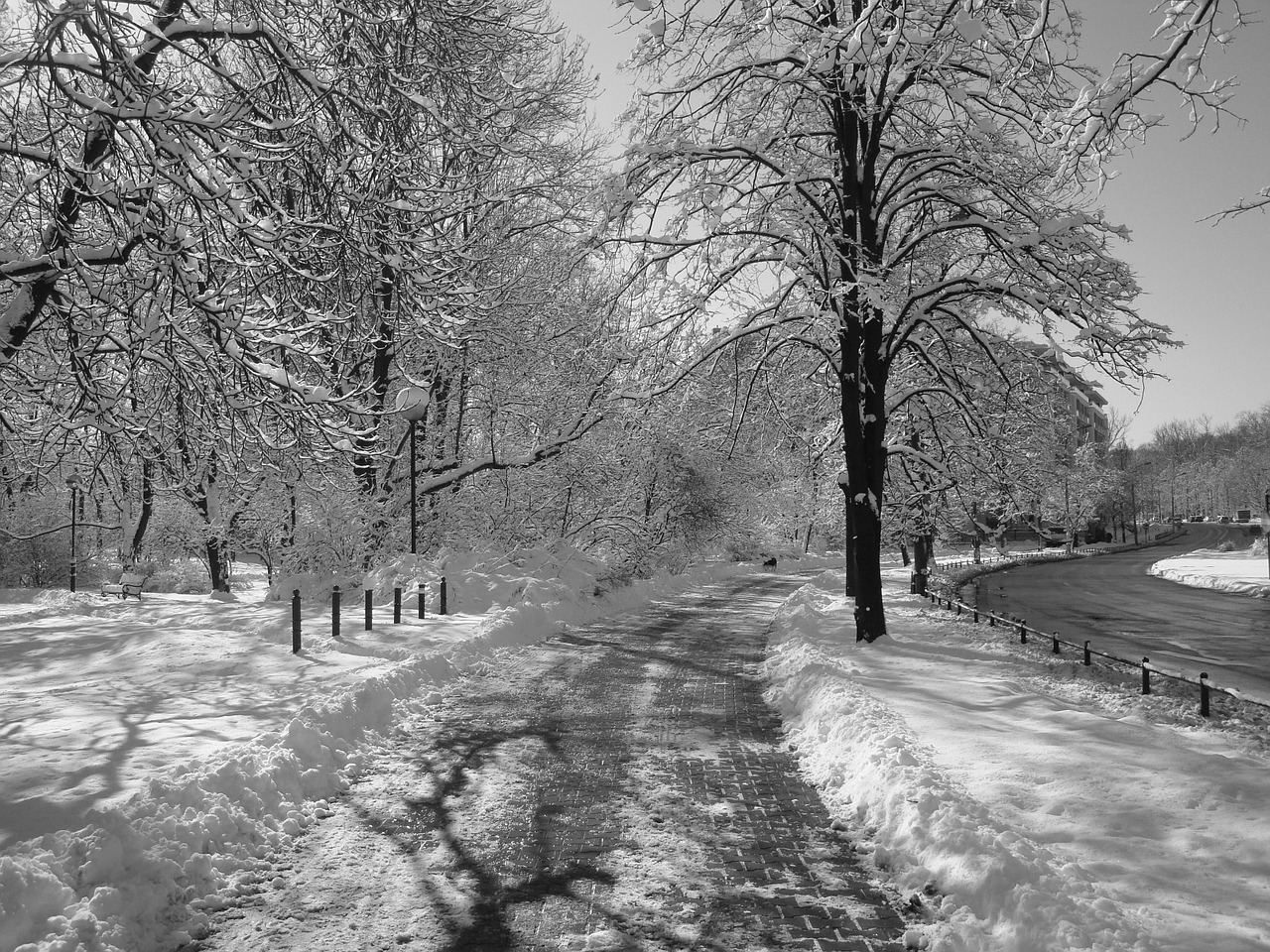 winter snow tree free photo