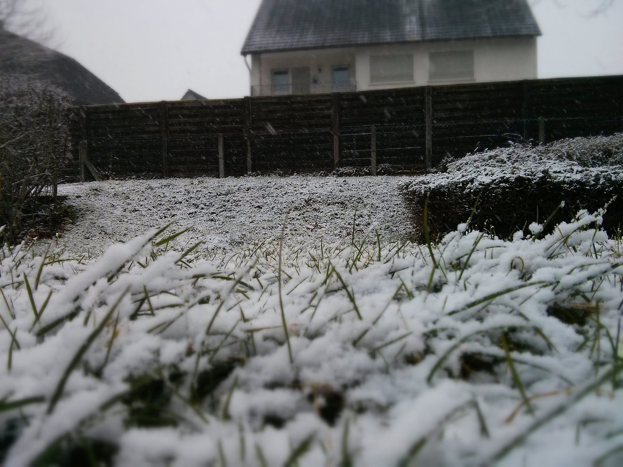 winter snow grass free photo