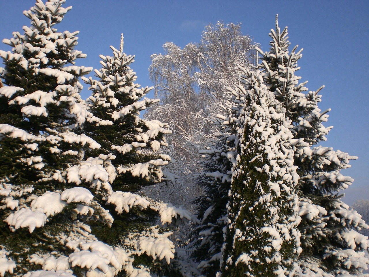 winter frost winter magic free photo