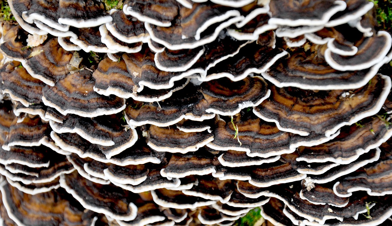 winter forest mushroom free photo