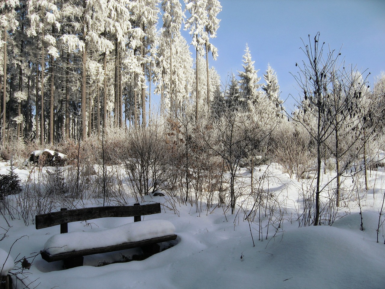 winter snow black forest free photo