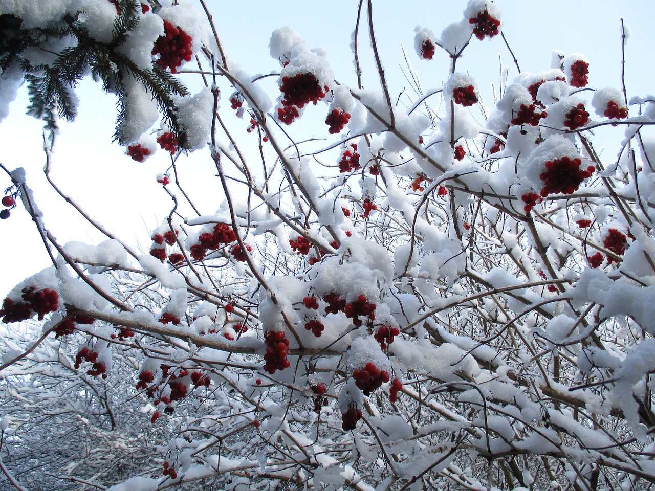 winter snow frost free photo