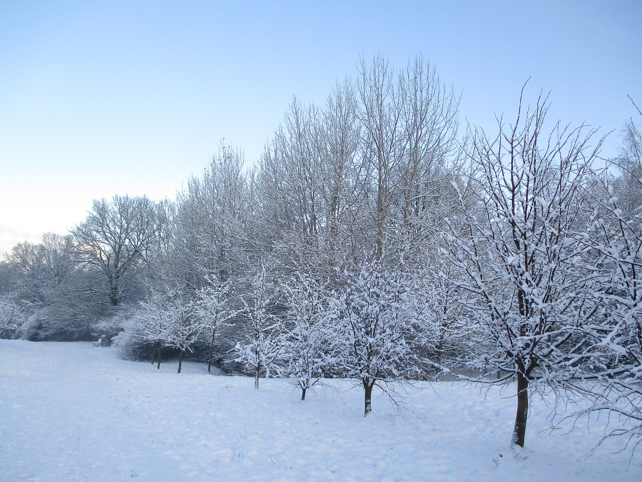 winter tree park free photo